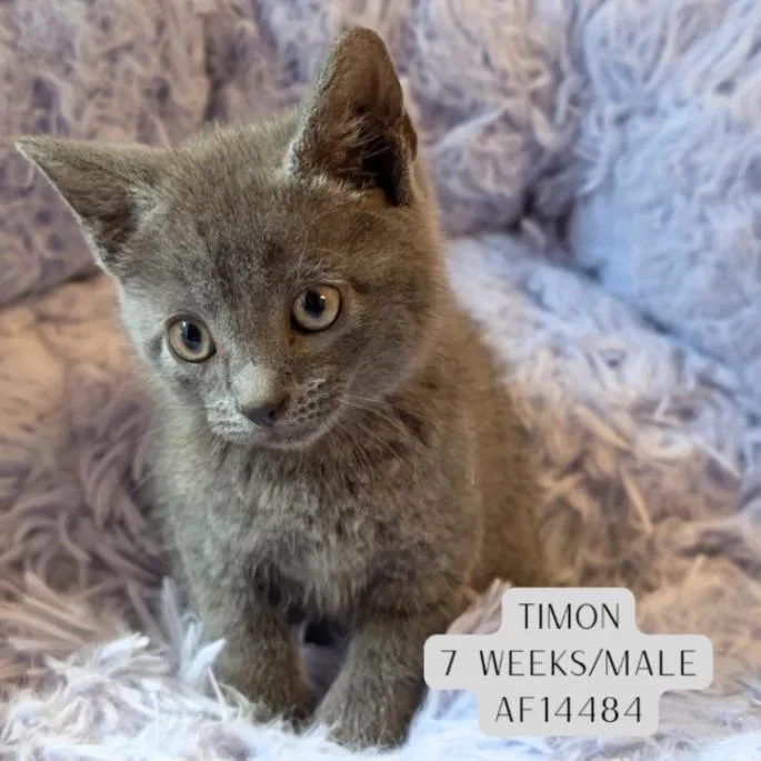 Timon