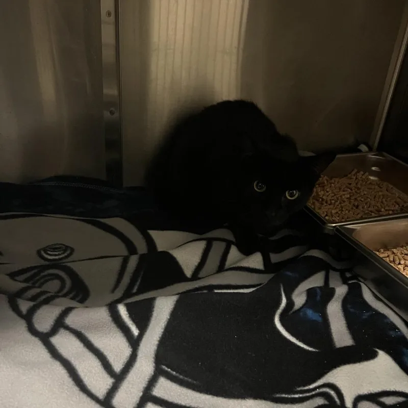An adult medium-sized male Black Domestic Short Hair cat named Little Man for adoption in Windsor, VA