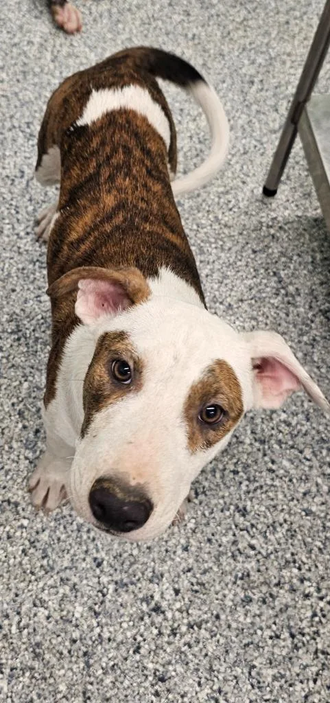 A baby medium-sized male Terrier dog named Mickey for adoption in Athens, TN