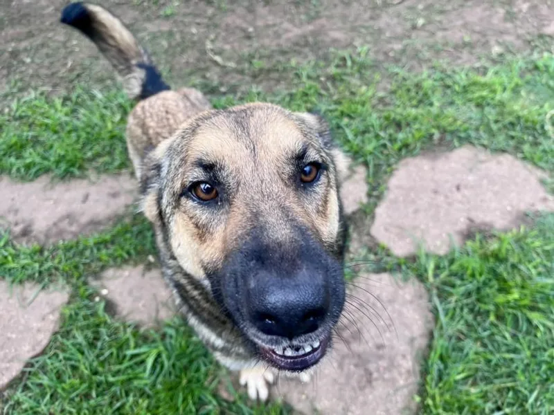 An adult large-sized female German Shepherd Dog dog named Phoebe for adoption in Houston, TX