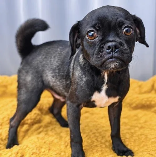 A baby small-sized male Black Pug dog named Liko for adoption in Foley, AL