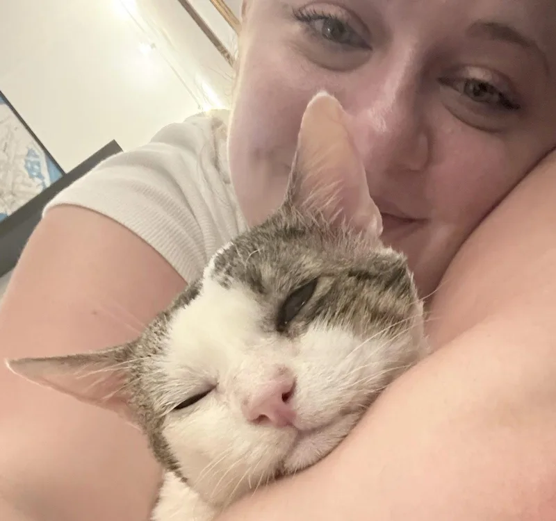 An adult medium-sized male Domestic Short Hair cat named Tomy for adoption in Brooklyn, NY