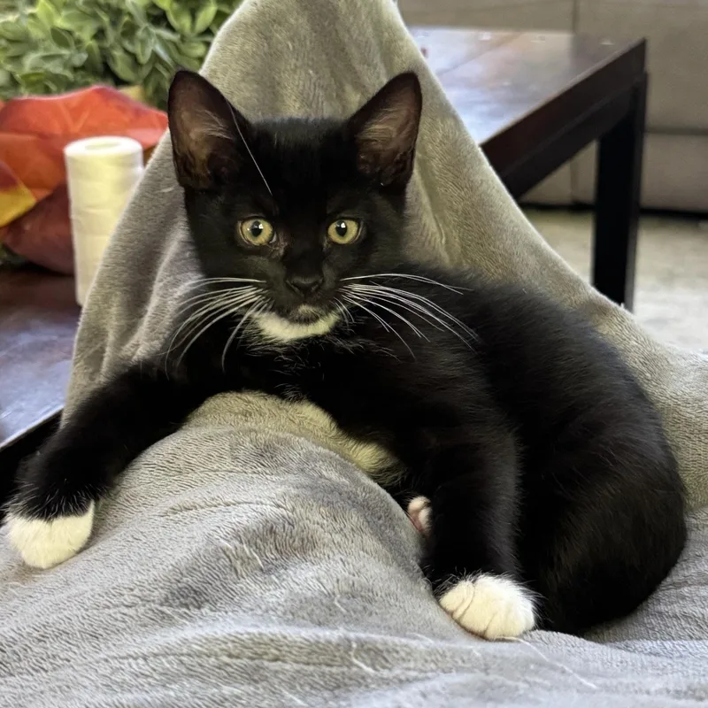 A baby medium-sized male Black & White / Tuxedo Domestic Short Hair cat named Alder for adoption in Renton , WA