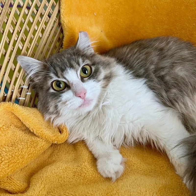 A young medium-sized female Gray / Blue / Silver Domestic Medium Hair cat named Chloe for adoption in Woodinville, WA