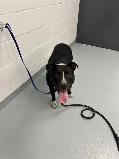 An adult large-sized female Mixed Breed dog named Panda for adoption in Saint Cloud, FL