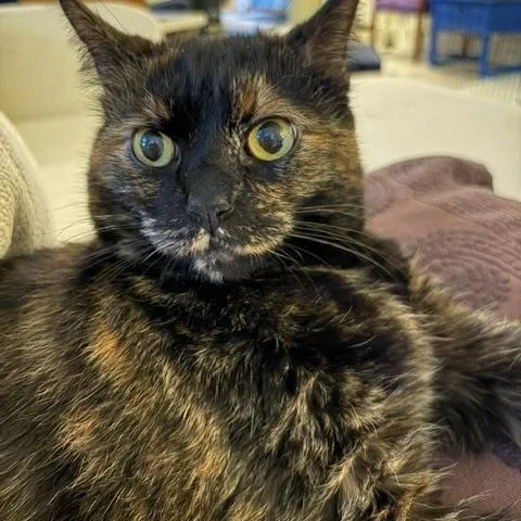 An adult large-sized female Black Maine Coon cat named Chloe Lap Cat for adoption in Holland, MI