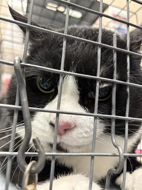 An adult medium-sized male Domestic Medium Hair cat named Maer for adoption in Las Vegas, NV