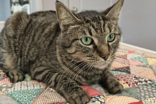 An adult medium-sized male Domestic Short Hair cat named Chalupa for adoption in Athens, TN