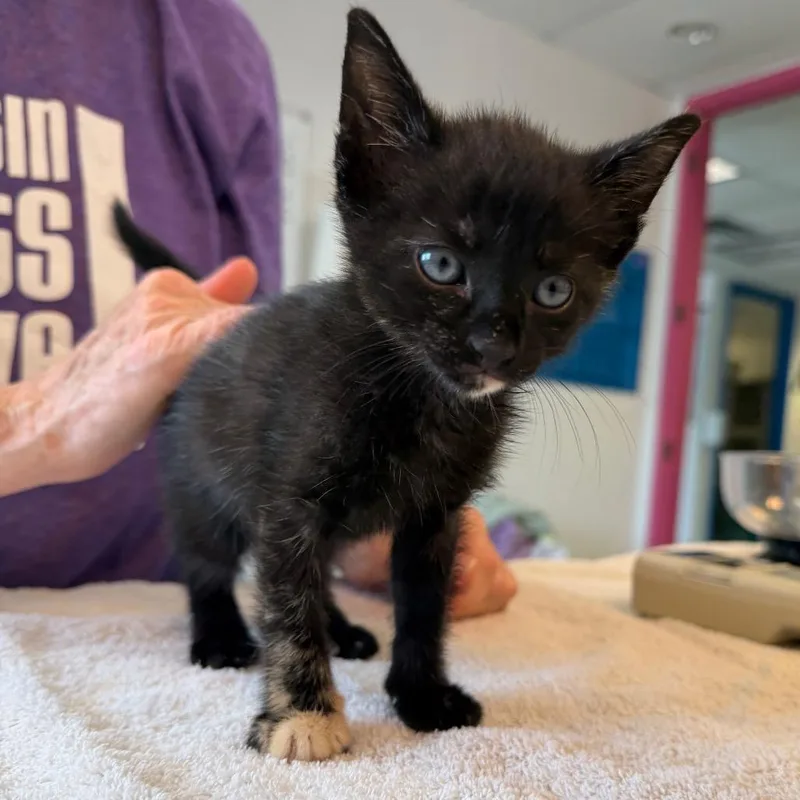 A baby small-sized female Black Domestic Short Hair cat named Nice Nancy for adoption in Austin, TX