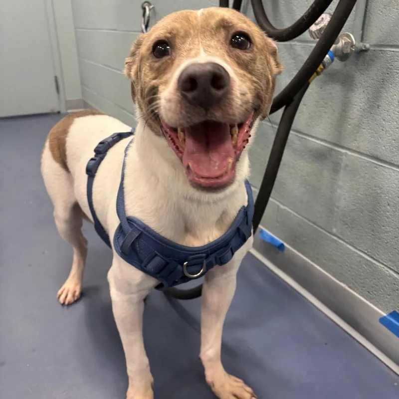 An adult small-sized male Pit Bull Terrier dog named Bruno for adoption in Greensboro, NC