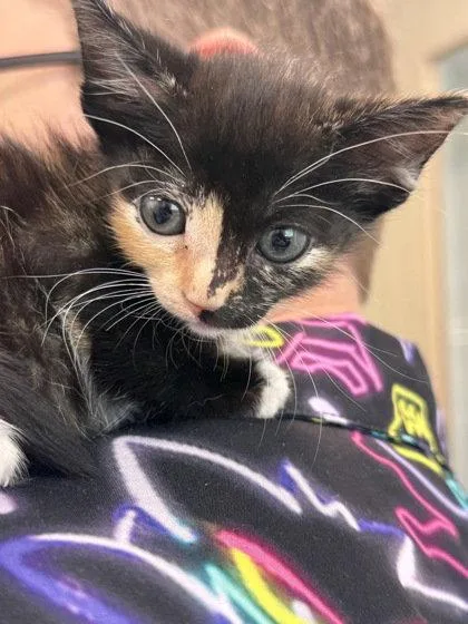 A baby small-sized female Domestic Short Hair cat named Poppyjean for adoption in Sebec, ME