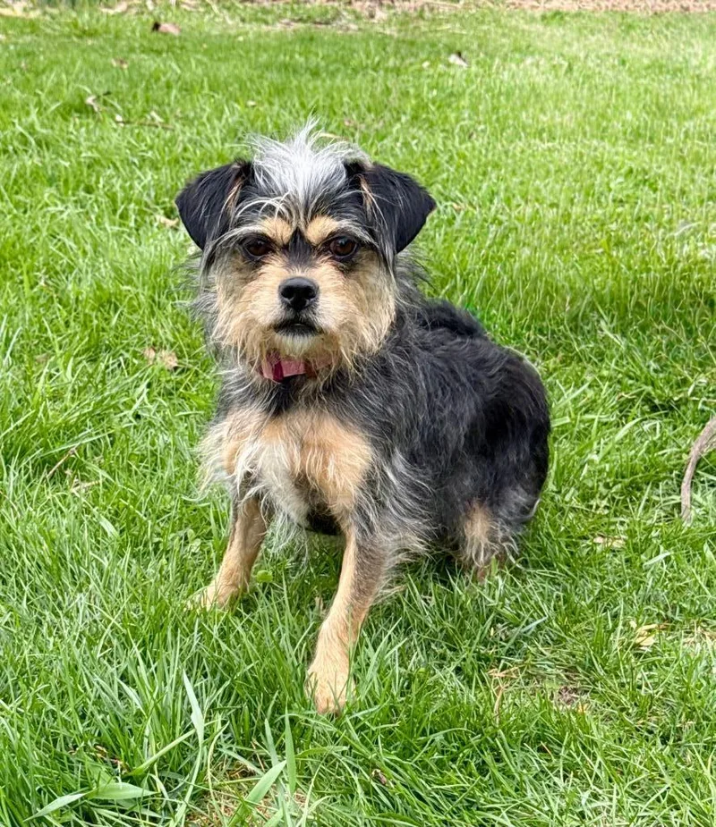 A young medium-sized female Terrier dog named Pixie for adoption in Shorewood, IL