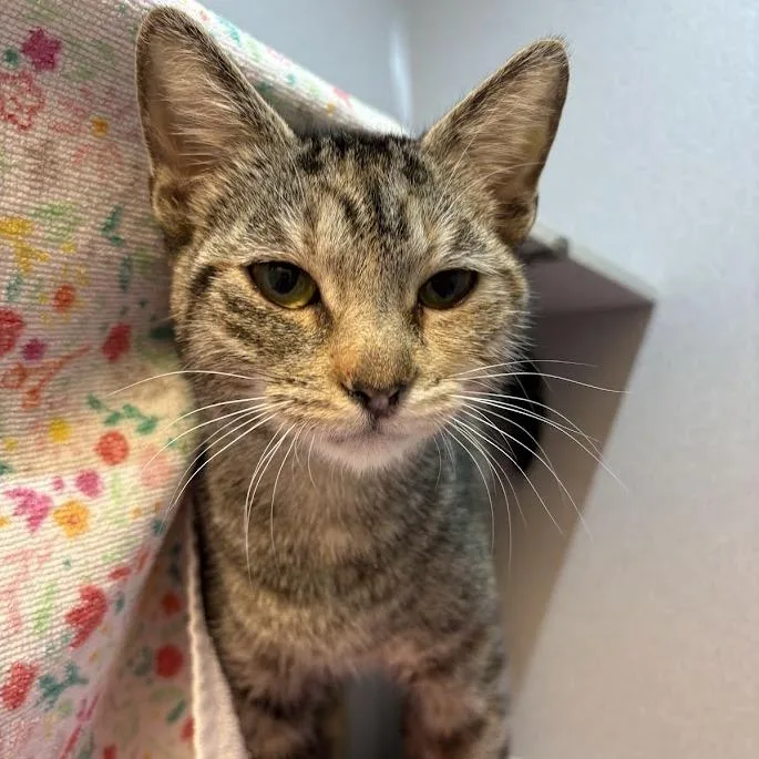 A young medium-sized female Black Domestic Short Hair cat named Wynonna for adoption in Pittsburgh, PA