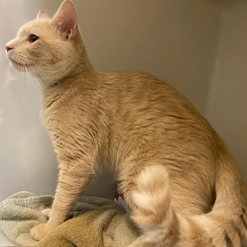 An adult medium-sized male Orange / Red Domestic Short Hair cat named 72503 for adoption in Harrisonburg, VA