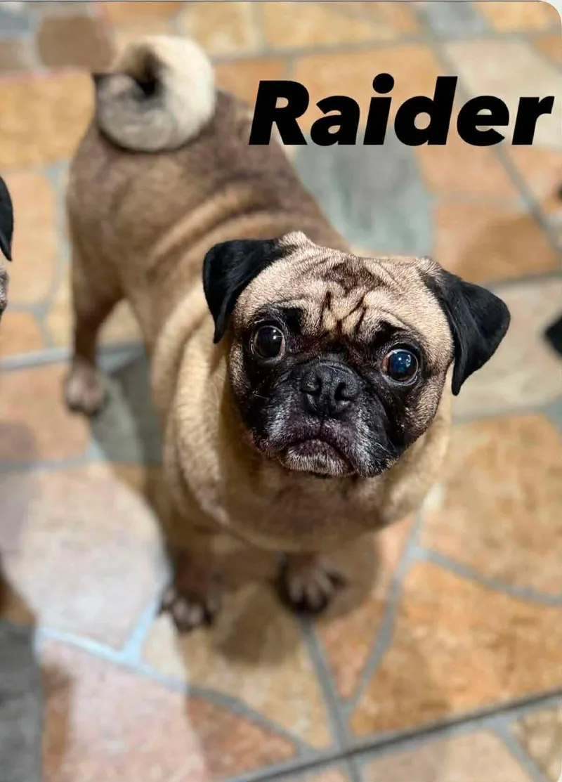 Raider