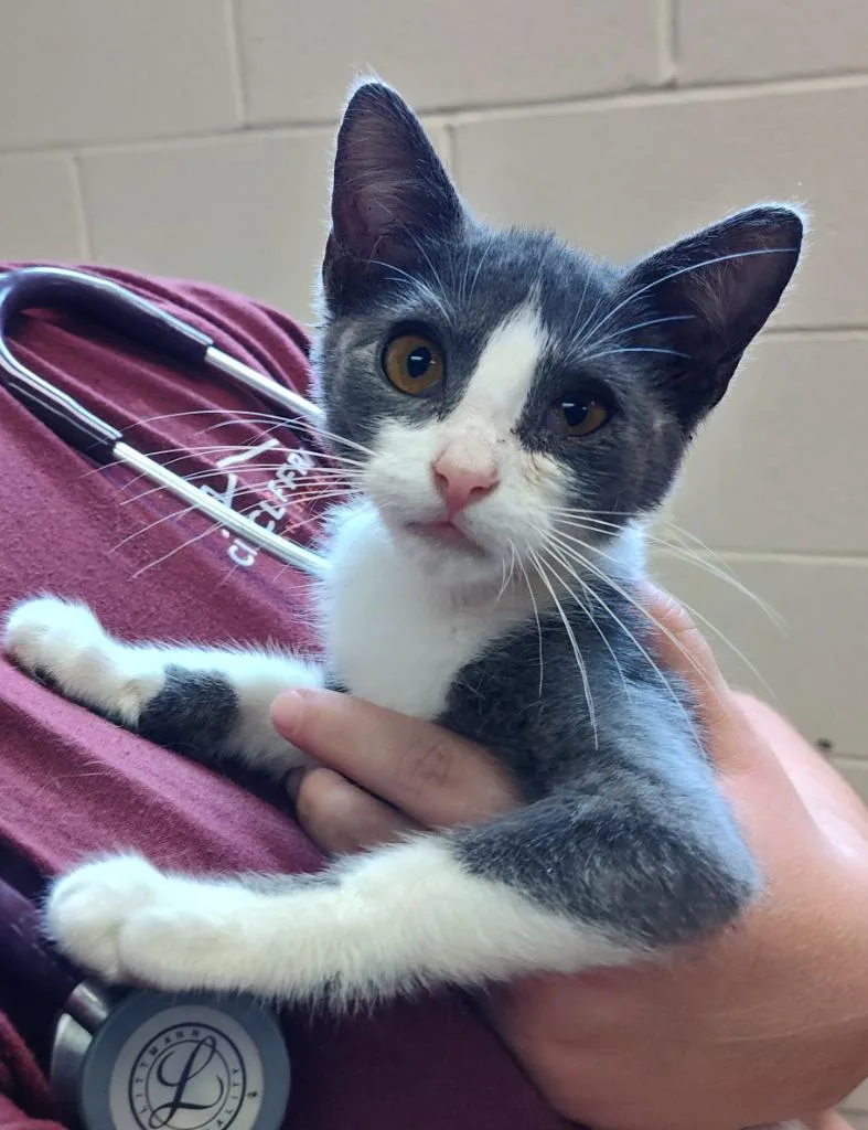A baby small-sized female Domestic Short Hair cat named Bell for adoption in Grand Forks, ND