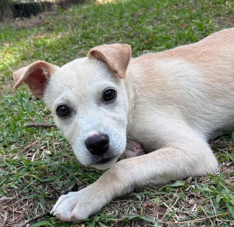 A baby medium-sized female Yellow / Tan / Blond / Fawn Labrador Retriever dog named Molly P. for adoption in Watertown, CT