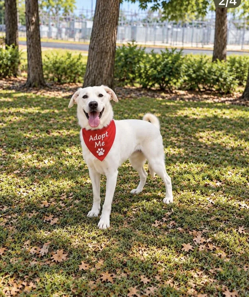An adult extra large-sized male White German Shepherd dog named Ruben for adoption in Euless, TX