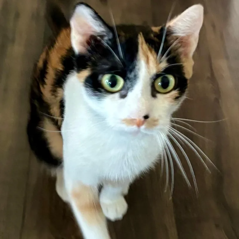 An adult medium-sized female Calico Domestic Short Hair cat named Cotton Candy for adoption in Columbia, MO