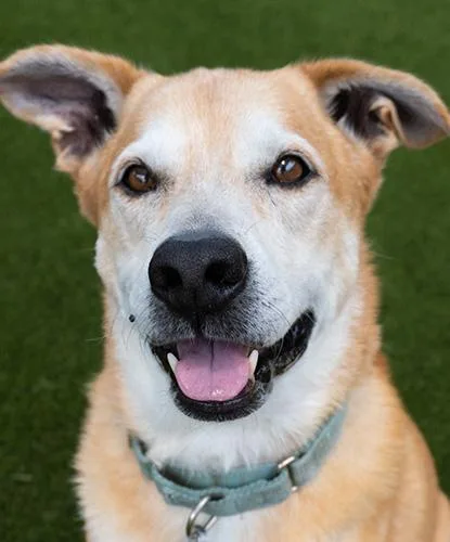 A senior large-sized male Yellow / Tan / Blond / Fawn Labrador Retriever dog named Cooper for adoption in Encinitas, CA