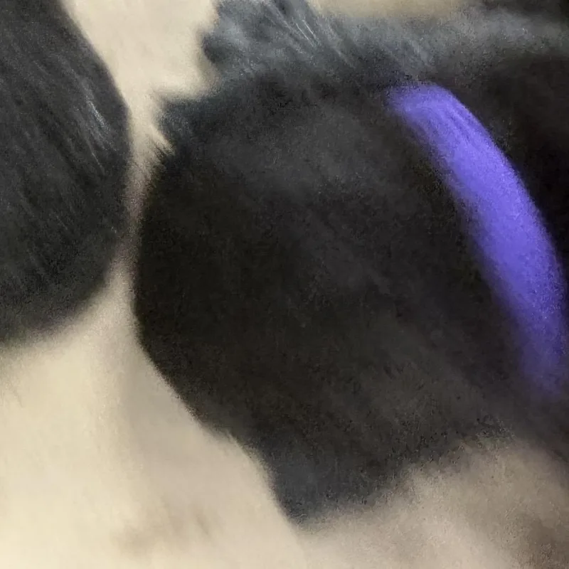 A baby small-sized male Black American Shorthair cat named Gravel for adoption in Greensboro, NC