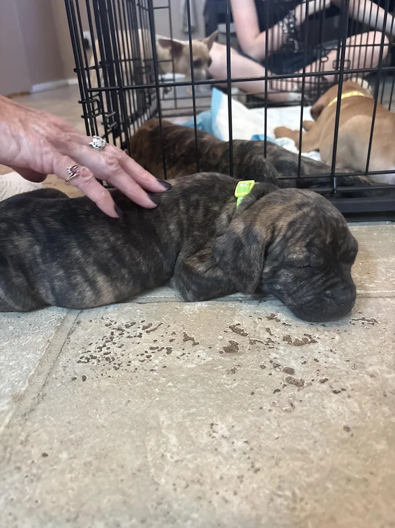 A young medium-sized male Brindle Plott Hound dog named Henry for adoption in Las Vegas, NV