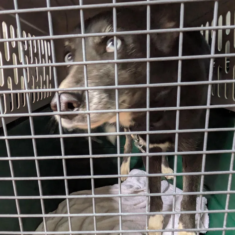 A young medium-sized female Black Mixed Breed dog named Lorna for adoption in Salt Lake City, UT