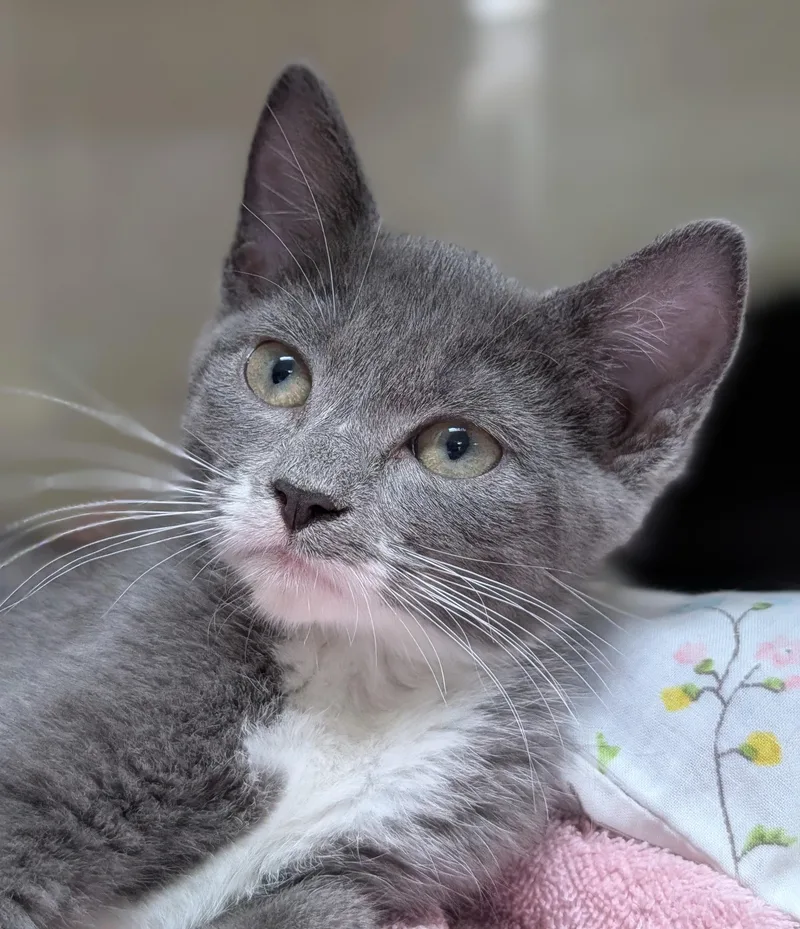 A young medium-sized female Gray & White Domestic Short Hair cat named Lilac for adoption in Decatur, IL