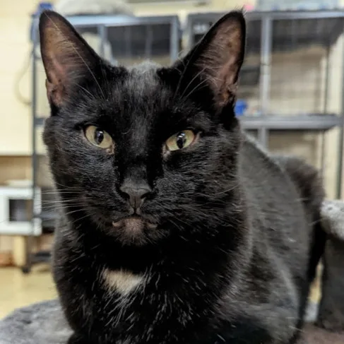 An adult medium-sized male Black Domestic Short Hair cat named Jeter for adoption in New Windsor, NY