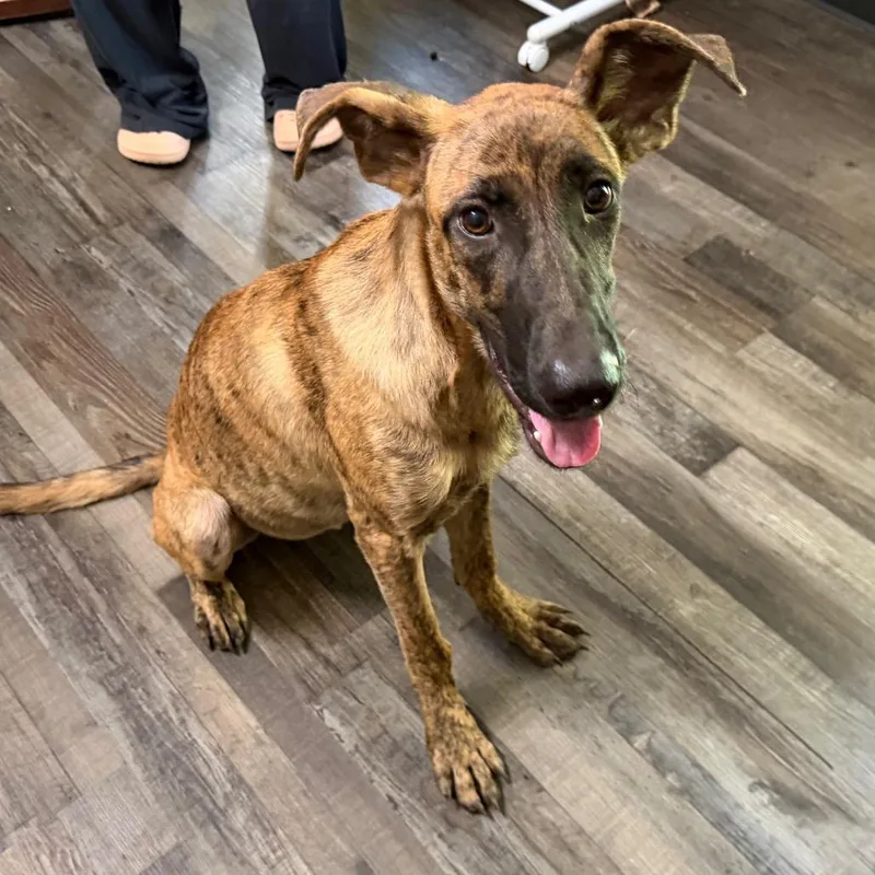 A young medium-sized female German Shepherd Dog dog named Little Debbie for adoption in Sequatchie, TN