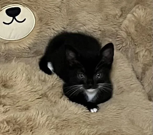 A baby small-sized male Domestic Short Hair cat named Archie for adoption in Charlotte, NC