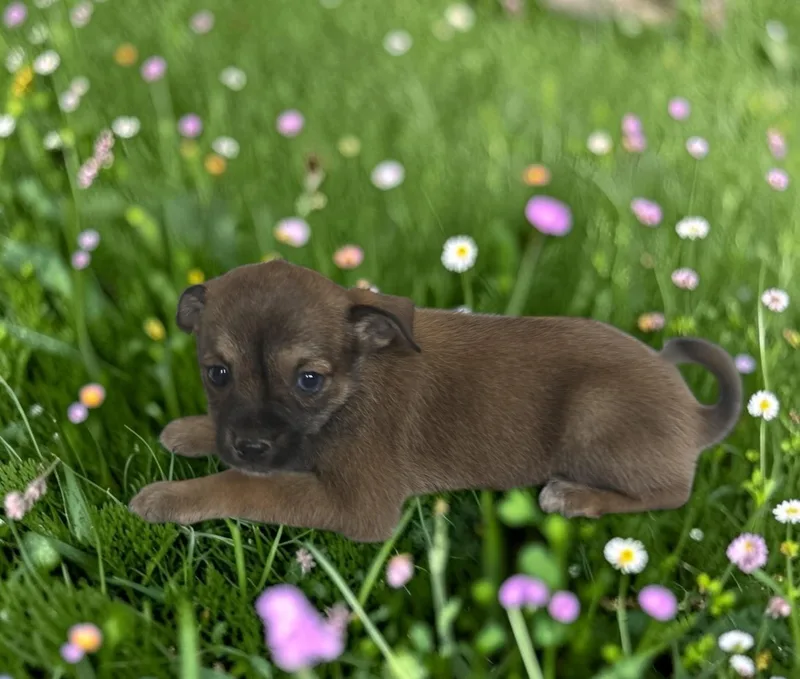 A baby small-sized female Sable Chihuahua dog named Liza for adoption in Dallas, GA