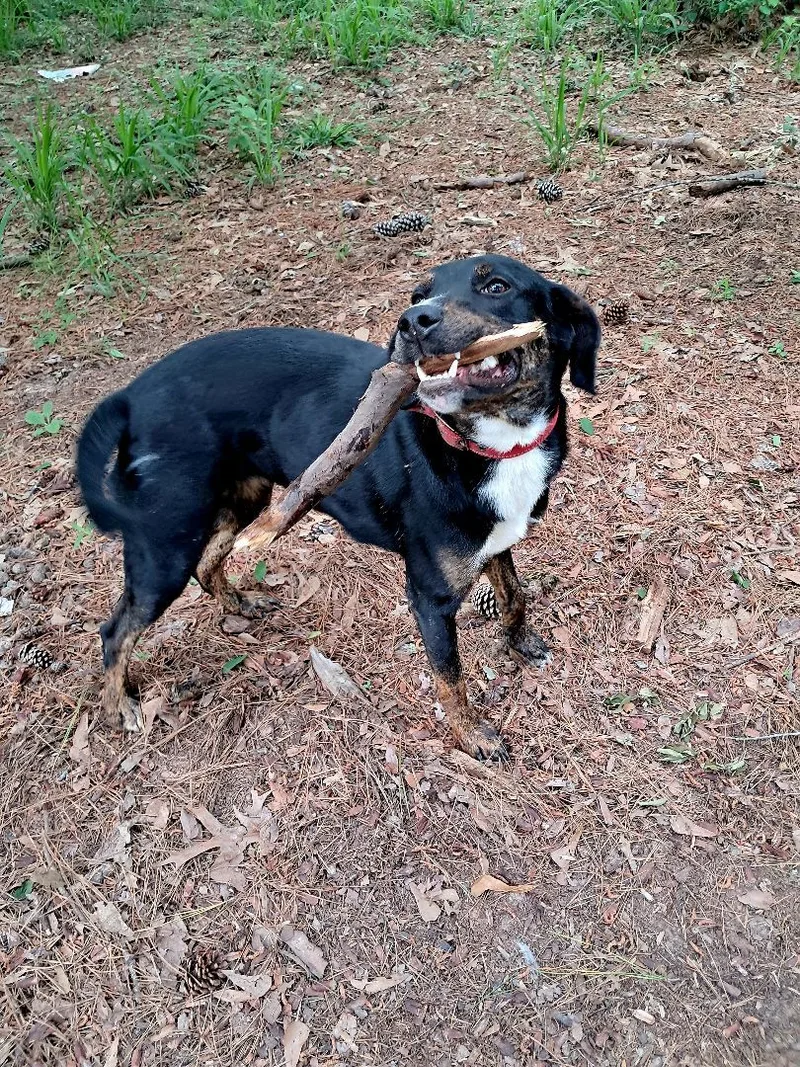 Mazie  Mi thumbnail 4