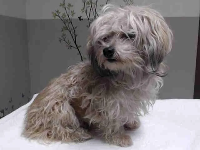 A senior medium-sized female Maltese dog named Sylvia for adoption in Lancaster, CA