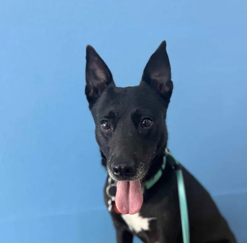 A young medium-sized female Shepherd dog named Amelia for adoption in Fullerton, CA