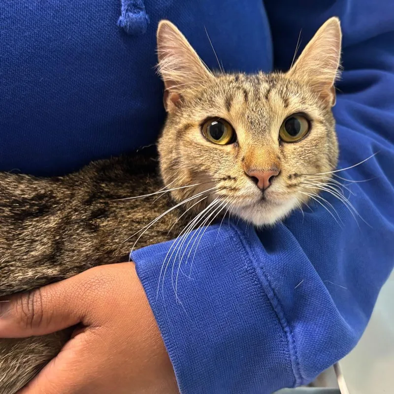 A young medium-sized female Brown / Chocolate Domestic Short Hair cat named Tommy Girl for adoption in Wilmington, DE