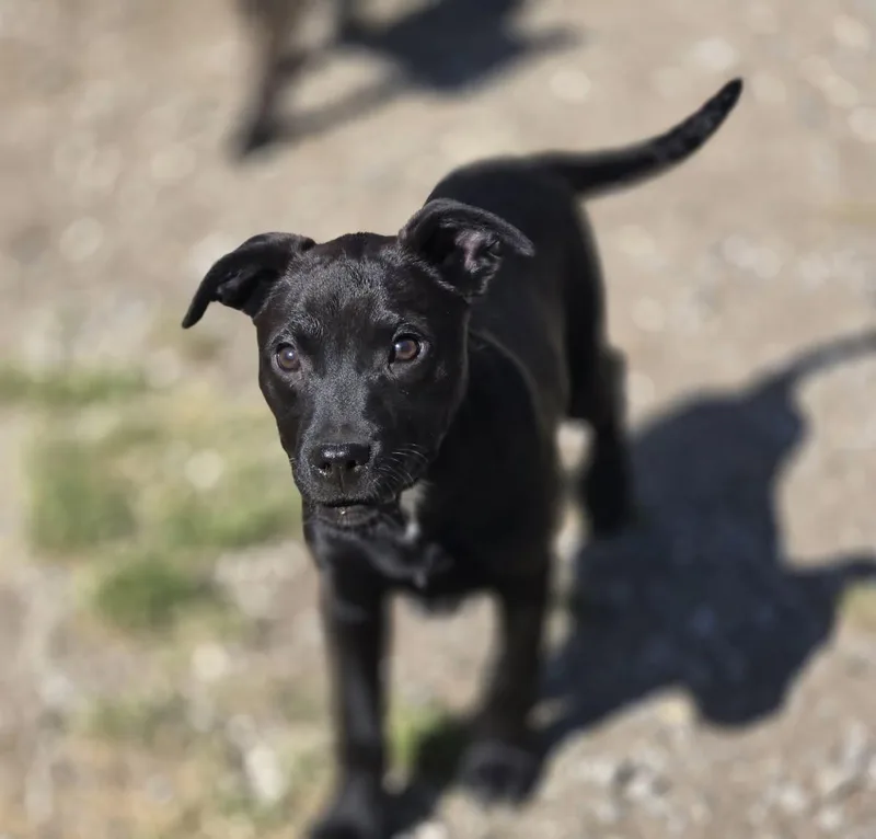 A young medium-sized female Mixed Breed dog named Elsa for adoption in Chatsworth, GA