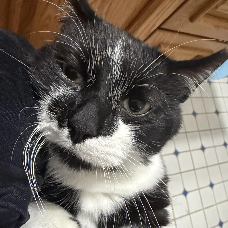 An adult medium-sized male Black & White / Tuxedo Domestic Short Hair cat named Dexter Courtesy Listing for adoption in Midland, MI