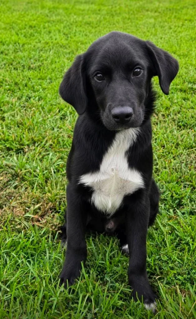 A baby extra large-sized male Labrador Retriever dog named Gravy for adoption in North Syracuse, NY