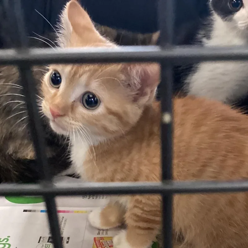 A baby small-sized female Domestic Short Hair cat named Nala for adoption in Montgomery, AL