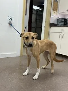 An adult medium-sized female Mixed Breed dog named Sloane for adoption in South Bend, IN