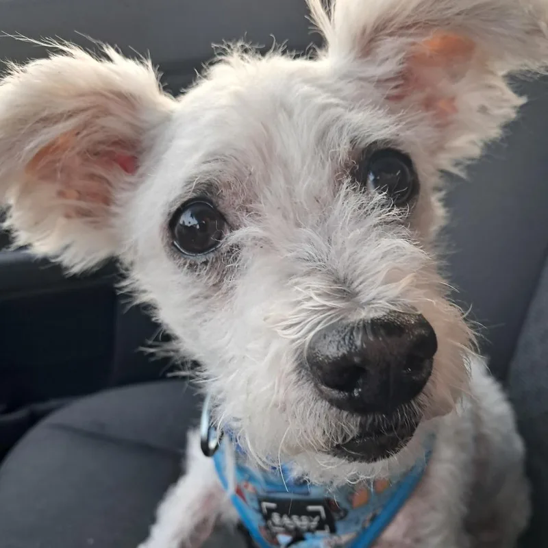 Chester D