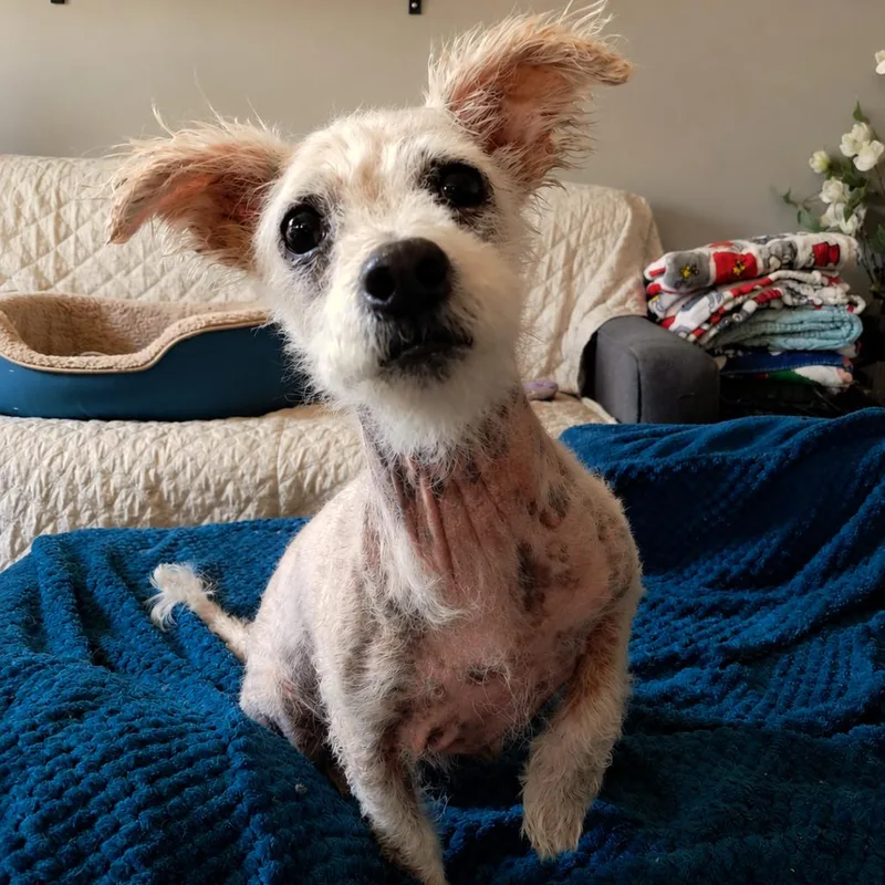 Chester D thumbnail 2