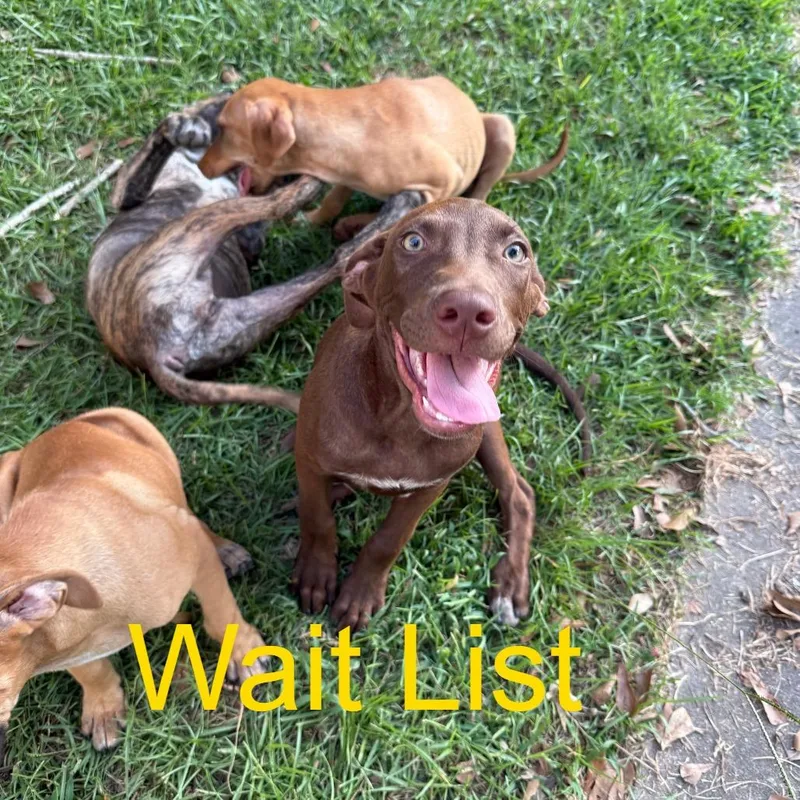 A young medium-sized male Brown / Chocolate Pit Bull Terrier dog named Hershey for adoption in Livingston, TX