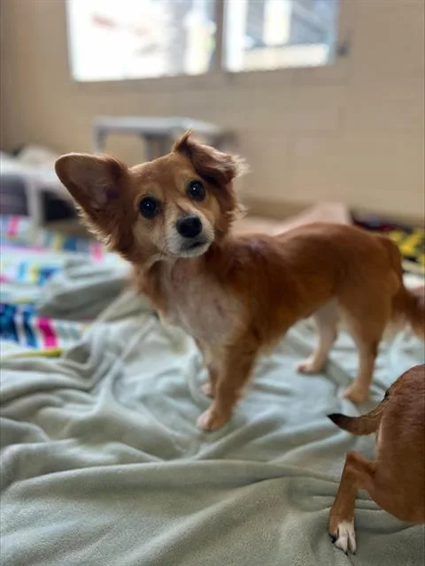 An adult small-sized male Papillon dog named Tokyo for adoption in Chula Vista, CA