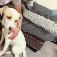 An adult medium-sized female Yellow Labrador Retriever dog named Lark for adoption in Monticello, NY