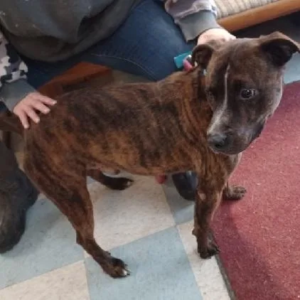 A young medium-sized male Pit Bull Terrier dog named Trooper for adoption in Philippi, WV