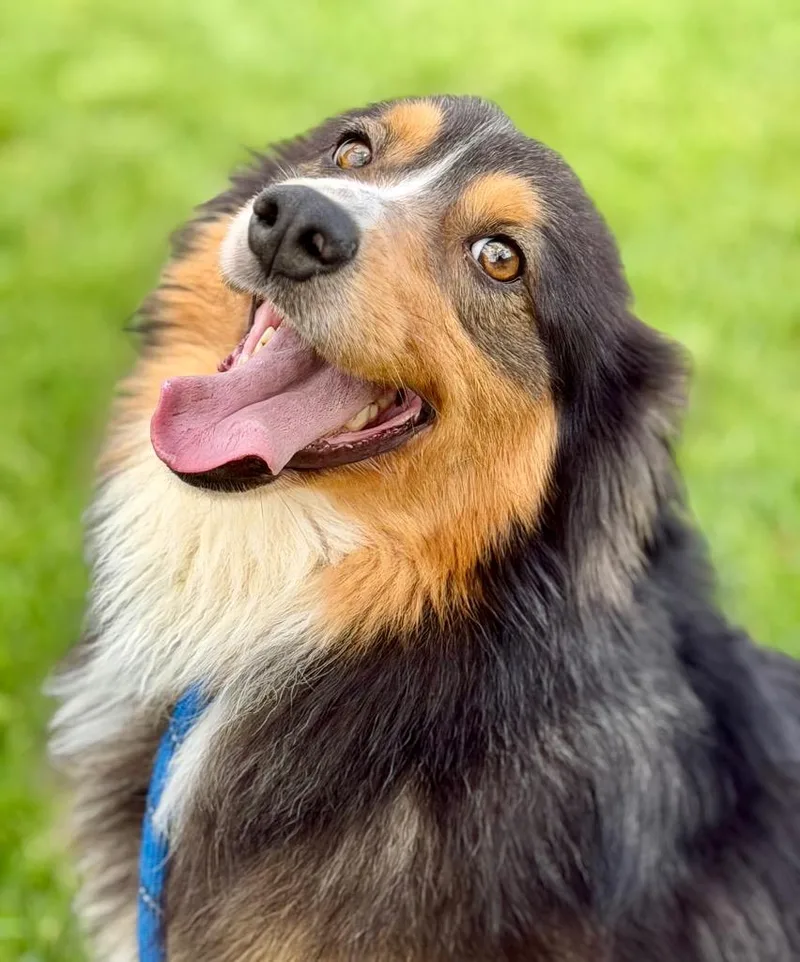 A young medium-sized male Australian Shepherd dog named Mercury for adoption in Wintersville, OH