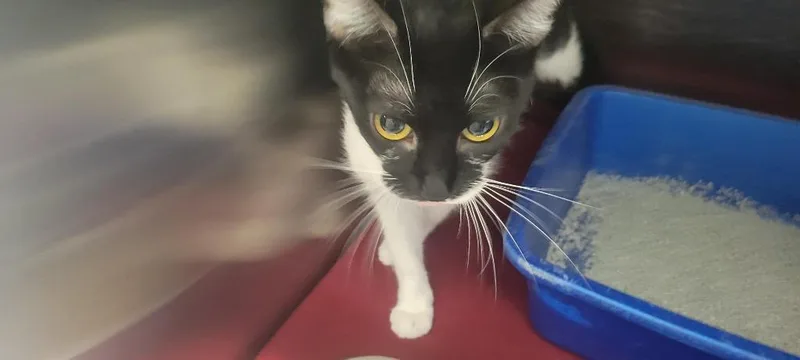 A young medium-sized female Domestic Short Hair cat named Katie for adoption in New Kensington, PA