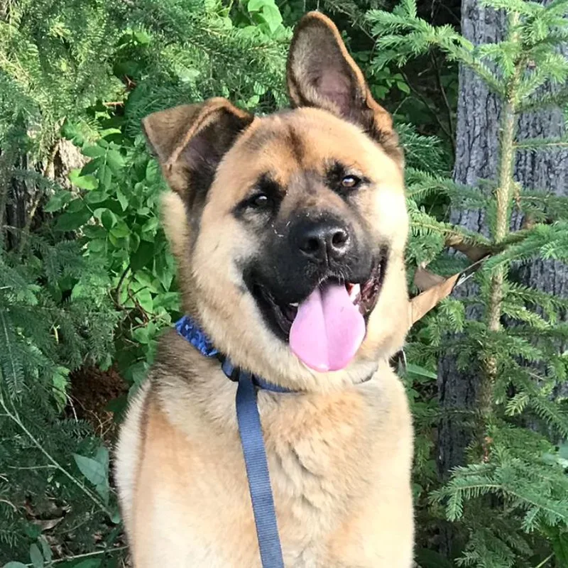A senior extra large-sized male Brown / Chocolate Akita dog named Deku for adoption in Tampa, FL